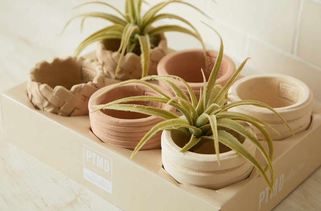 PTMDコレクション植木鉢 Tray 6 cement mini pots – PTMD JAPAN